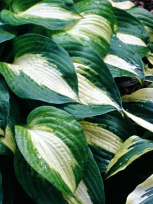 Hosta Night bevor Christmas